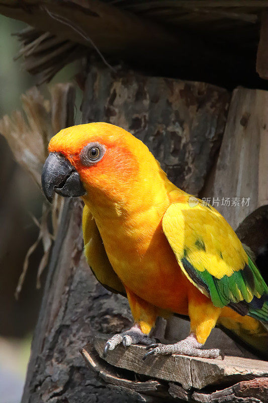 太阳conure (Aratinga solstice)的全画幅图像，鹦鹉栖息在木巢箱的入口洞旁边，重点在前景